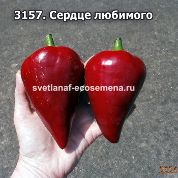 Сердце любимого сладкий перец