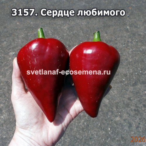 сладкий перец Сердце любимого 