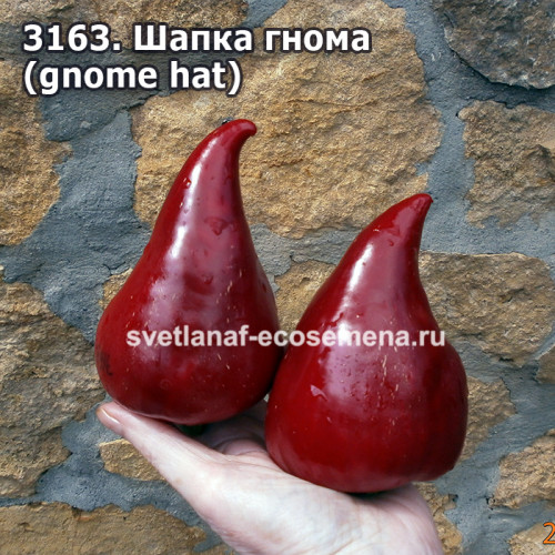 сладкий перец Шапка гнома (gnome hat)