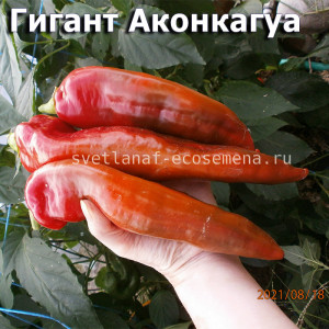 перец сладкий Giant Aconcagua (Гигантский Аконкагуа)