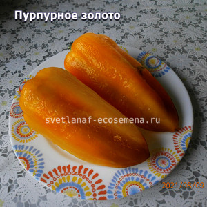 сладкий перец Purple gold Пурпурное Золото