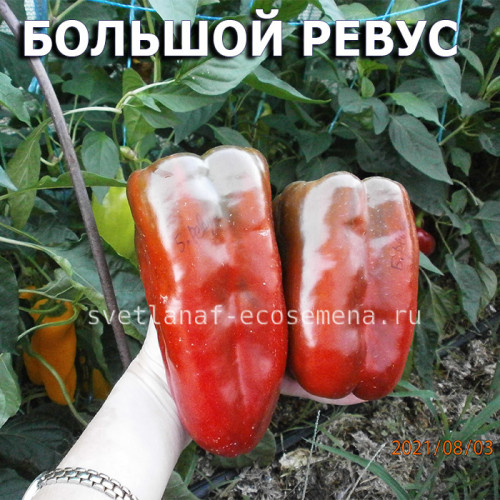 Сладкий перец Большой Ревус