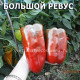 Сладкий перец Большой Ревус