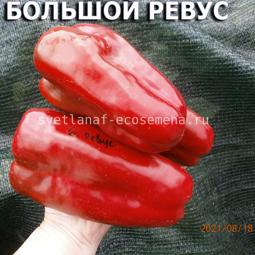 Сладкий перец Большой Ревус