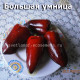 Перец сладкий Большая умница