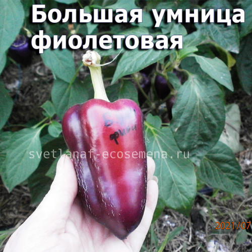 Перец сладкий Большая умница