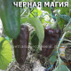 перец сладкий  Черная Магия