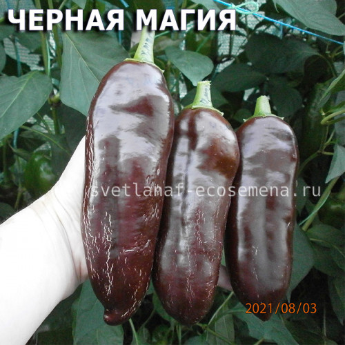 перец сладкий  Черная Магия
