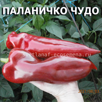Сладкий перец Паланичко чудо