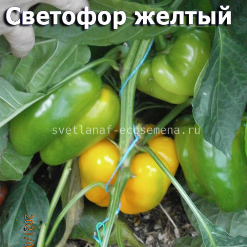Сладкий перец Светофор желтый