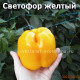 Сладкий перец Светофор желтый