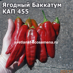Ягодный Баккатум КАП 455 (Baccatum Pepper CAP 455)