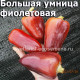 Перец сладкий Большая умница