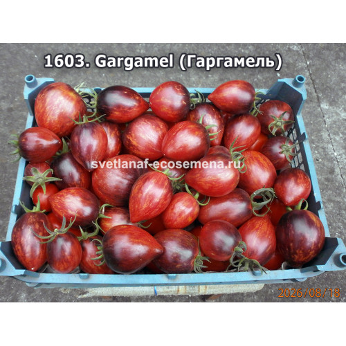 Gargamel (Гаргамель)