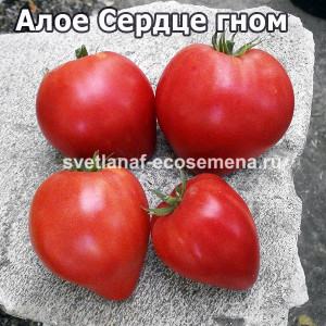 Dwarf Scarlet  Heart (Алое Сердце)