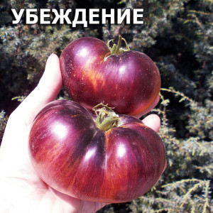 Persuasion (Убеждение)