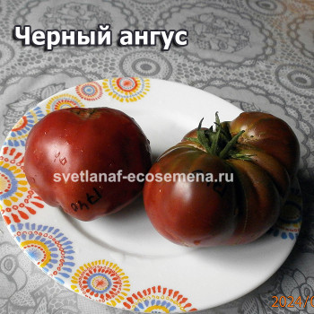 Dwarf  Черный Ангус