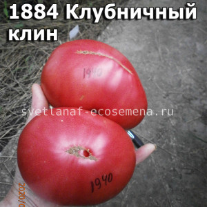1884 Клубничный клин