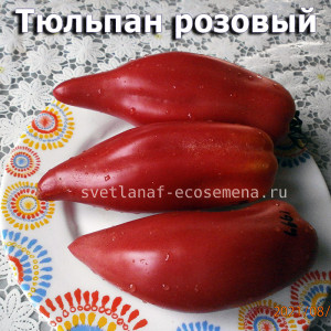  Тulip Pink Тюльпан розовый