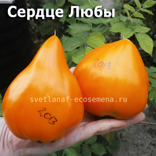 Сердце Любы Lyuba's Heart