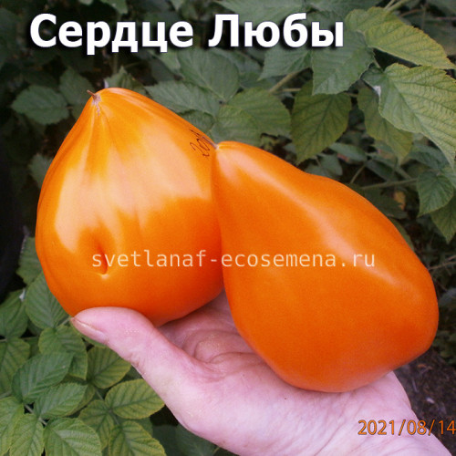 Сердце Любы Lyuba's Heart