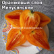 Оранжевый слон Минусинский 