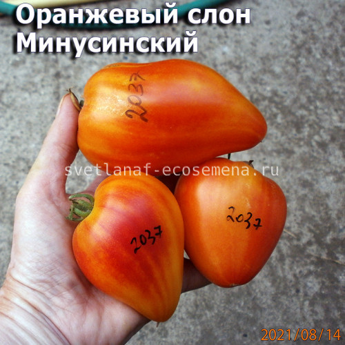 Оранжевый слон Минусинский 