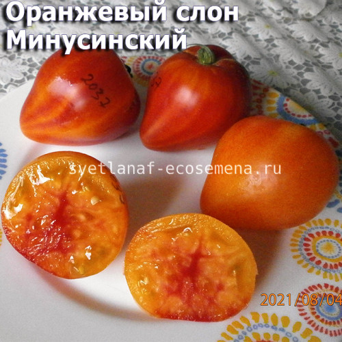 Оранжевый слон Минусинский 