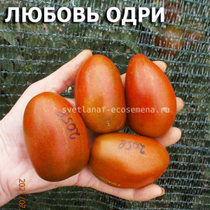 Любовь Одри гном, Dwarf Audrey's Love