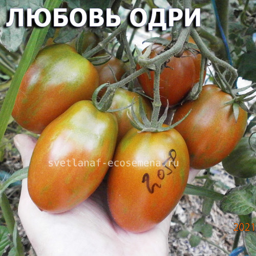 Любовь Одри гном, Dwarf Audrey's Love