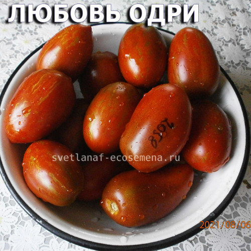 Любовь Одри гном, Dwarf Audrey's Love