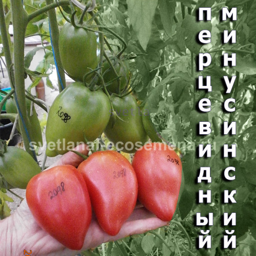 Минусинский перцевидный