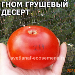 Гном грушевый десерт Sturt desert pea