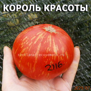 Гном Король красоты, dwarf beauty king