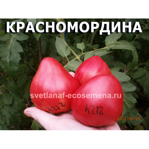 Красномордина