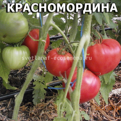 Красномордина