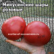 Минусинские шары розовые 