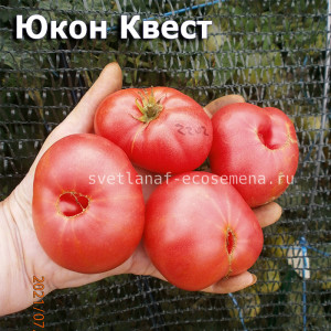Dwarf Yukon quest Юкон Квест