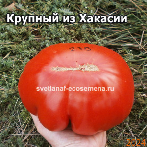Крупный из Хакасии