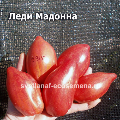 Леди мадонна, Lady Madonna