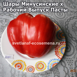 Шары Минусинские х Рабочий Выпуск Пасты
