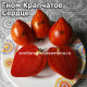 Крапчатое Сердце дварф