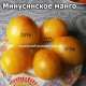Минусинское манго