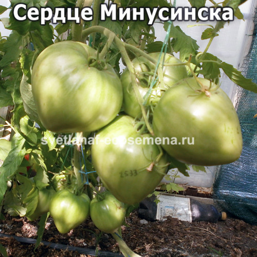 Сердце Минусинска