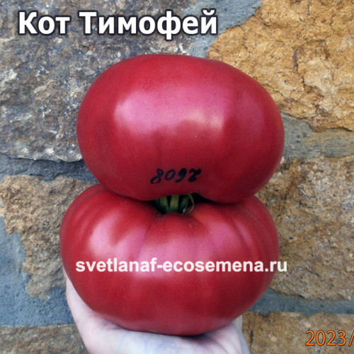 Кот Тимофей
