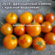 Драгоценный камень с красной вершиной (Red Topped Gem)