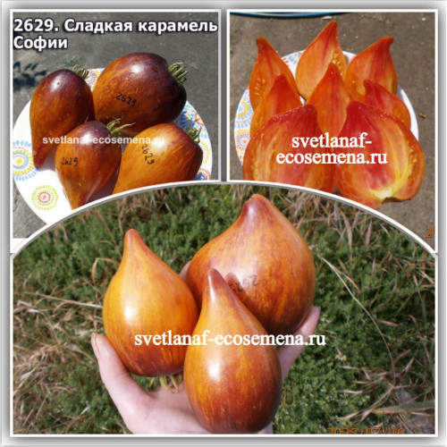 Сладкая Карамель Софии