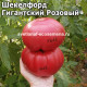 Шекелфорд Гигантский Розовый (Shackelford Giant Pink)