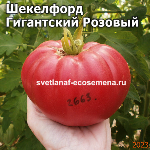 Шекелфорд Гигантский Розовый (Shackelford Giant Pink)