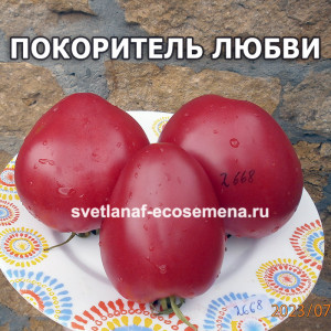 Subjugator of love (Покоритель любви)
